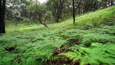 Green-fern-growing-in-dense-woods