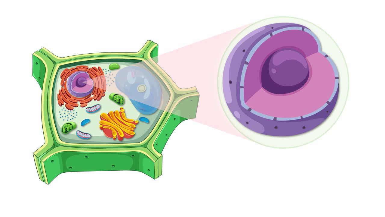 Animation illustrating plant cell structure, focusing on the nucleus and nucleolus with detailed visual transitions
