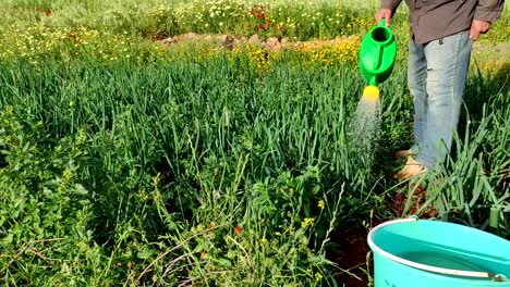 un hombre riega un cuenco de cebolla con una regadera verde-3