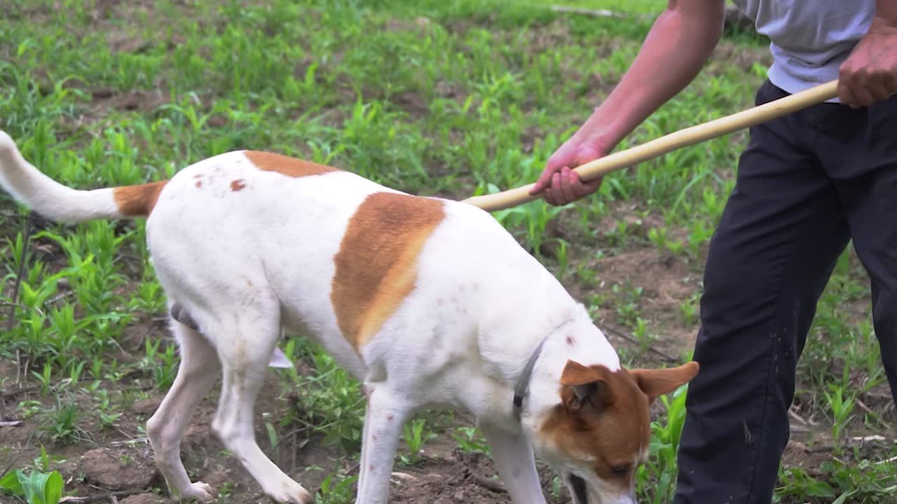 개는 낯선 사람과 다른 것들의 근사치를 말할 수 있는 많은 에너지를 가지고 있기 때문에 농장에서 도움이 되는 생물입니다.