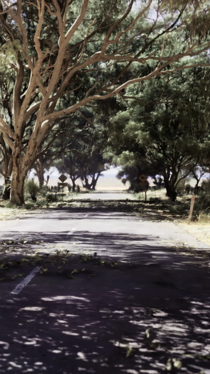 Alberi fiancheggiano una strada tranquilla in campagna in una giornata soleggiata con cieli sereni.