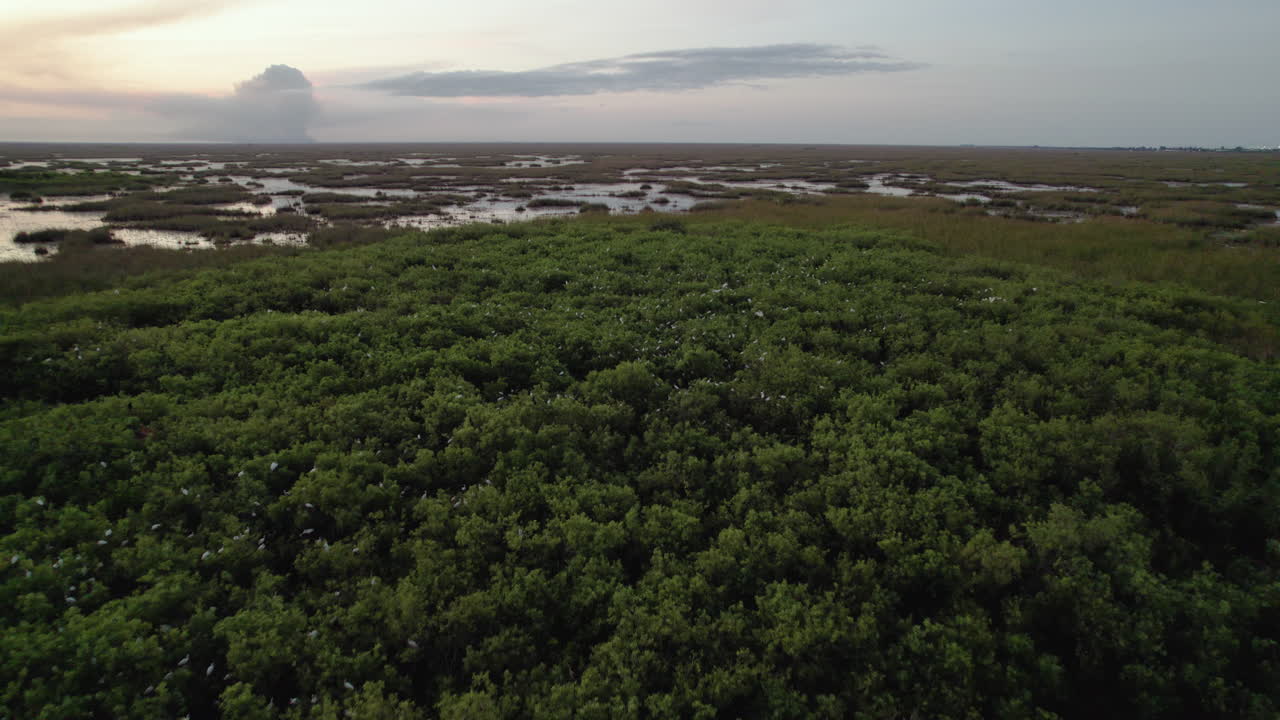 White Ibis Rookery at Dusk Aerial