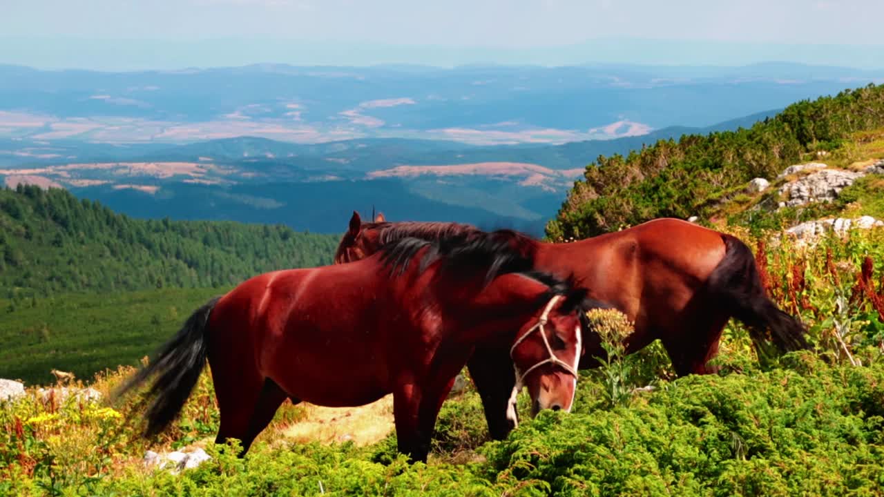 Close-up of two brown horses next to each other up in the mountains
