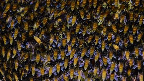 Se-Sabe-Que-Las-Abejas-Melíferas-Gigantes-Construyen-Grandes-Colonias-De-Nidos-Con-Bolsillos-Simétricos-Hechos-De-Cera-Para-Almacenar-Miel-Como-Fuente-De-Alimento.