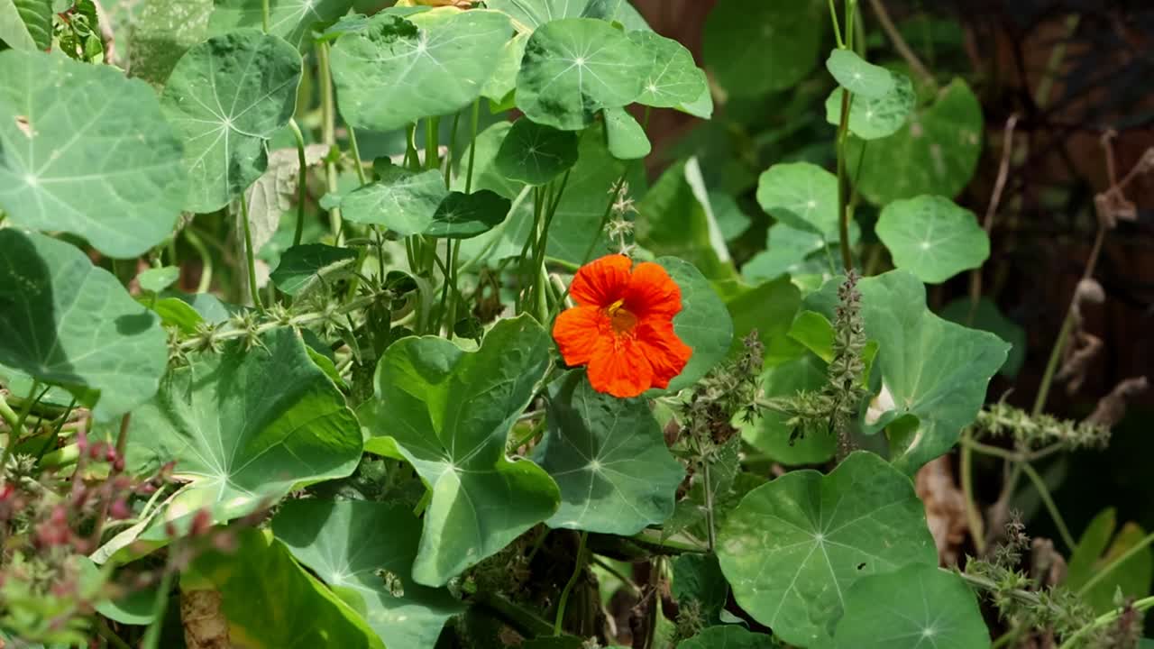A Nasturtium with a single flower. Summer. UK