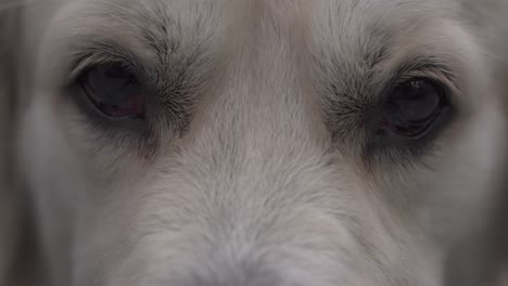 white golden retriever eyes with big bokeh looking sideways