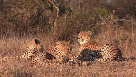 A-group-of-cheetahs-resting-under-the-golden-glow-of-the-hot-African-sun
