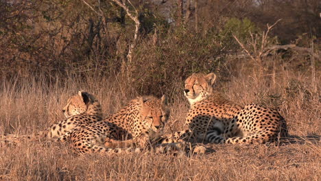 a group of cheetahs resting under the golden glow of the hot african sun