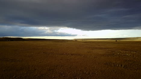 drone of ostriches in the desert in patagonia