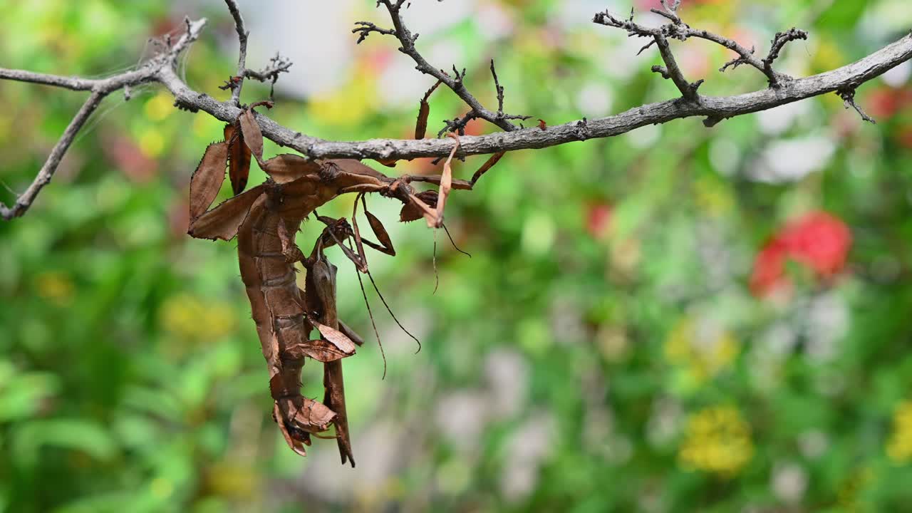 Giant Prickly Stick Insect, Extatosoma tiaratum, seen on the left side of the frame moving and swinging towards the right, both sticking together while mating, green bokeh at the background