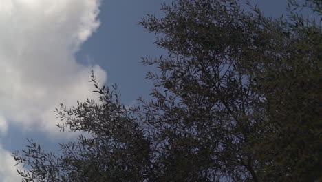 Blätter-Wehen-In-Einer-Sanften-Brise,-Während-Wolken-über-Den-Kopf-Ziehen,-Immer-Noch-Weit-Geschossen