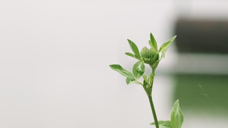 sprout of clover plant with small leaves and buds on meadow