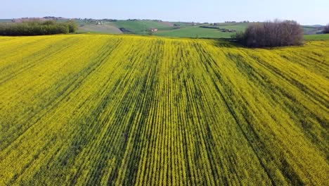 Luftaufnahme-Einer-Gelb-Vergewaltigten-Farmplantage,-Drohnenflug-über-Der-Malerischen-Hügellandschaft