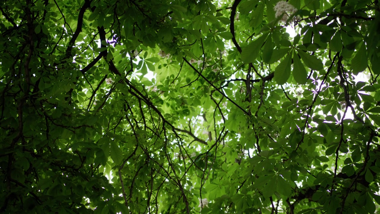 Fitta vegetazione verde forma una volta naturale in una foresta norvegese, creando una vista serena e coinvolgente.