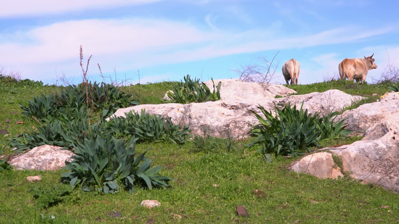 dos vacas blancas se paran con la espalda frente a la cámara en una ladera rocosa y de hierba y miran hacia el horizonte, el cielo azul claro nublado