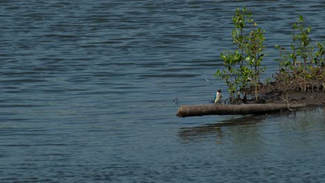 seen shaking the crab in its mouth and slamming it on the bamboo where it is perching, collared kingfisher todiramphus chloris, thailand