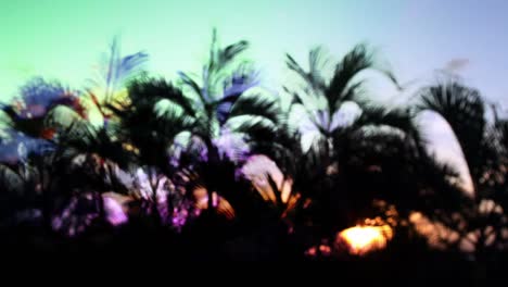 cancun palms5