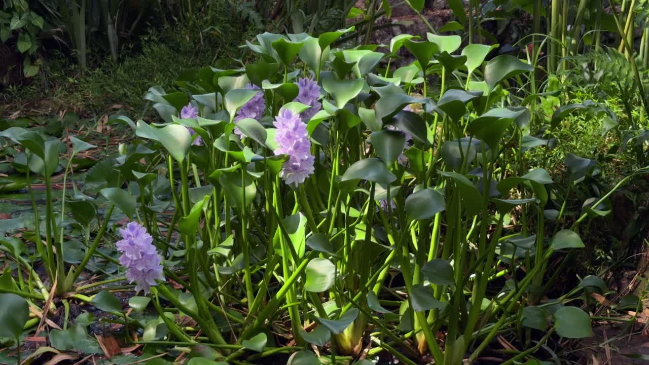 Giacinto d'acqua in uno stagno presso il giardino delle spezie, Mahe, Seychelles 30fps