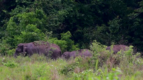 Los-Elefantes-Asiáticos-Son-Especies-En-Peligro-De-Extinción-Y-También-Son-Residentes-De-Tailandia