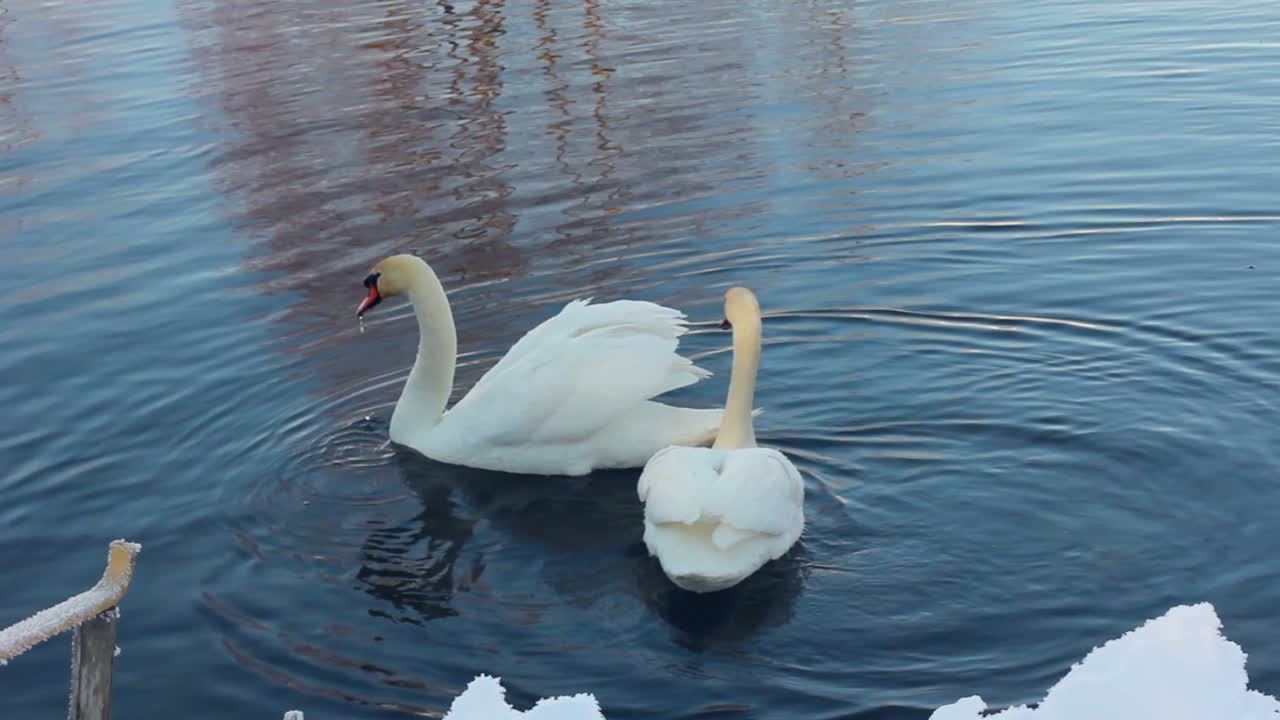 dos cisnes blancos cerca de la orilla del río cubierto de nieve. pareja de cisnes en el lago de invierno