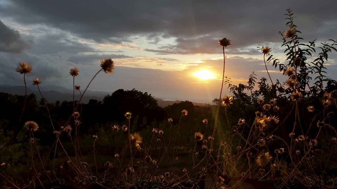 farverig efterår gyldent pastel solnedgang med såning af vilde blomster i forgrunden, fra bakkerne med udsigt over havet med en episk dramatisk overskyet himmel
