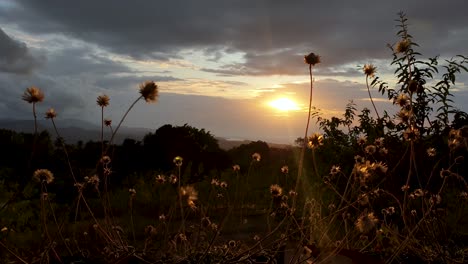 bunter herbstgoldener pastellsonnenuntergang mit dem säen von wildblumen im vordergrund, von den hügeln mit blick auf den ozean mit einem epischen dramatischen bewölkten himmel