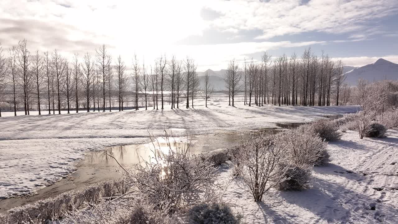 snowy trees and melting creek shimmer in early morning winter glow