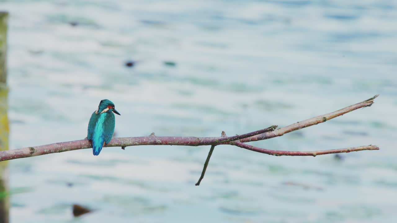 푸른 털을 고 있는 킹피셔는 프리스랜드, 네덜란드의 이릭 연못 위에 있는 나가지에 앉아 있다.