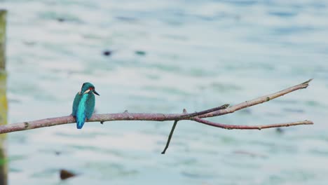 Hellblaue-Federn-Entlang-Des-Rückens-Eines-Eisvogels,-Der-Auf-Einem-Ast-über-Einem-Idyllischen-Teich-In-Friesland,-Niederlande-Thront