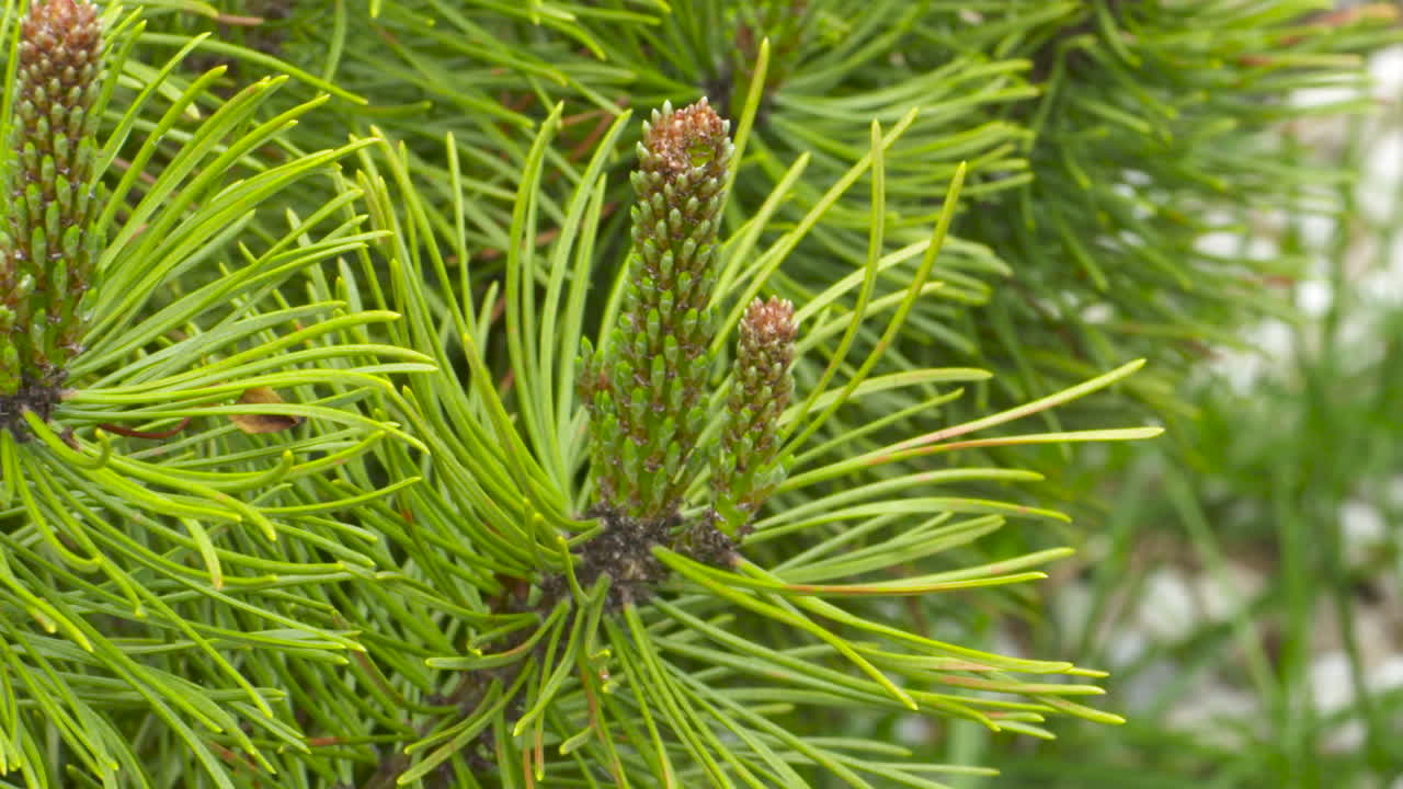 Close up footage of a bright, green pine tree branch gently swaying in the breeze