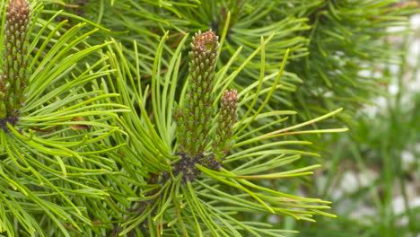 close up footage of a bright, green pine tree branch gently swaying in the breeze