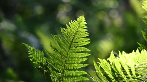 sun shining on fern leaves blowing gently in the wind