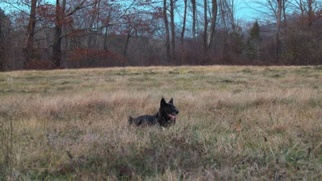 panting dog lying in grassy field - slow motion