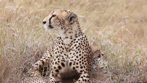 a beautiful cheetah sits with her cub babies on the grass of the savannah on safari in serengeti park tanzania 1