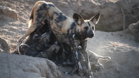 a wide shot of a female wild dog suckling her puppies, kruger national park