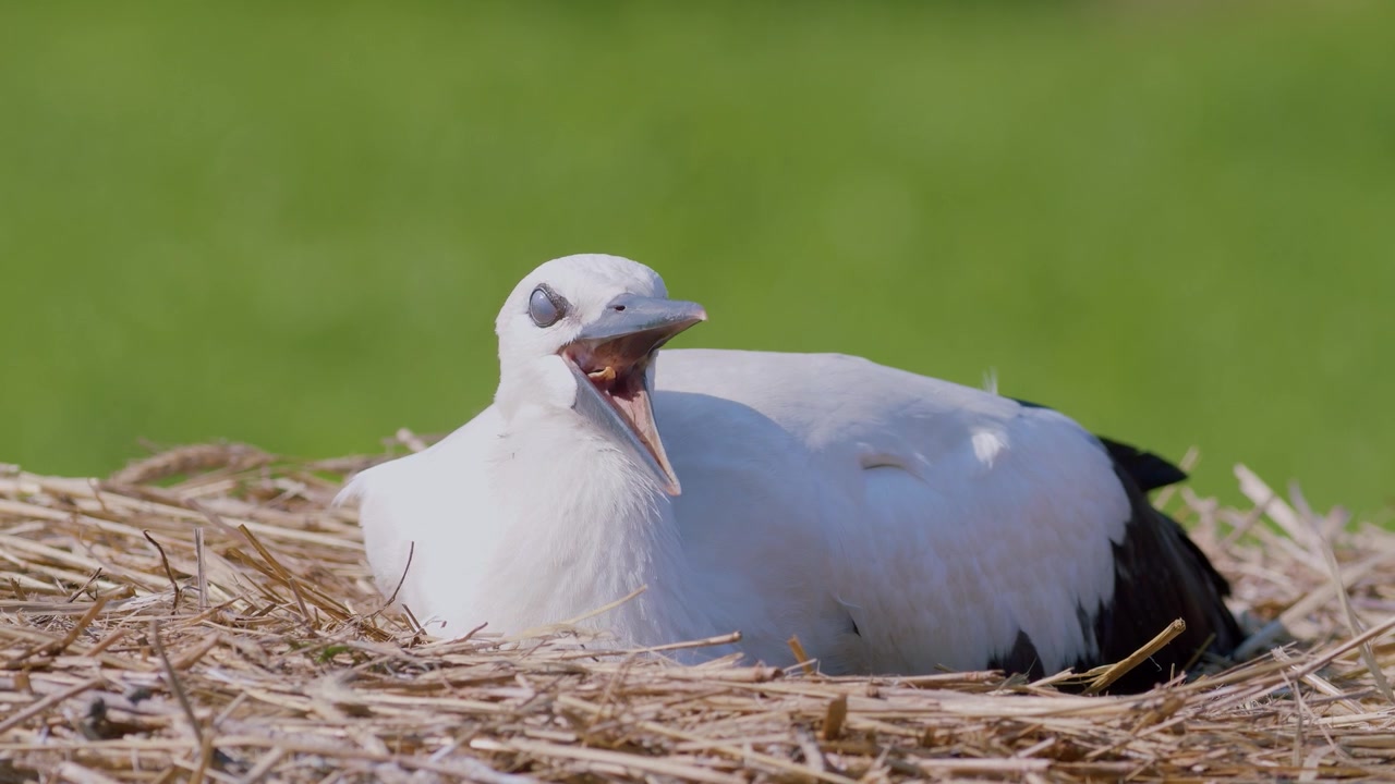 Juvenile white stork sleeping in artificial nest.
