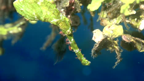 Rare-wild-leaf-pipefish-close-up-underwater