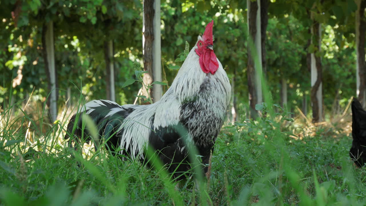 Cock singing in the middle of Vineyard.