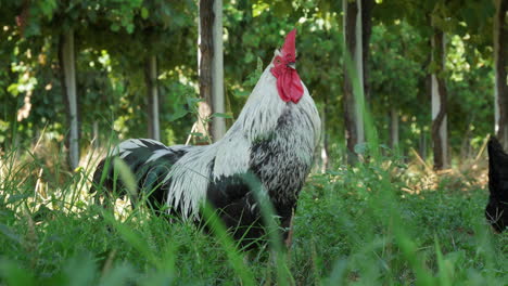 cock singing in the middle of vineyard.