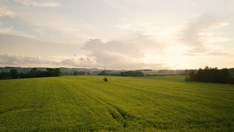 Rapsfeld-Im-Dorf