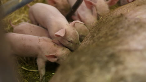 cerdos en granja ganadera cría de cerdos lechones jóvenes en el establo 32