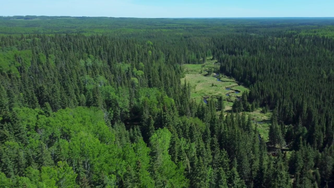 Beautiful summer aerial view of a dense Canadian forest landscape