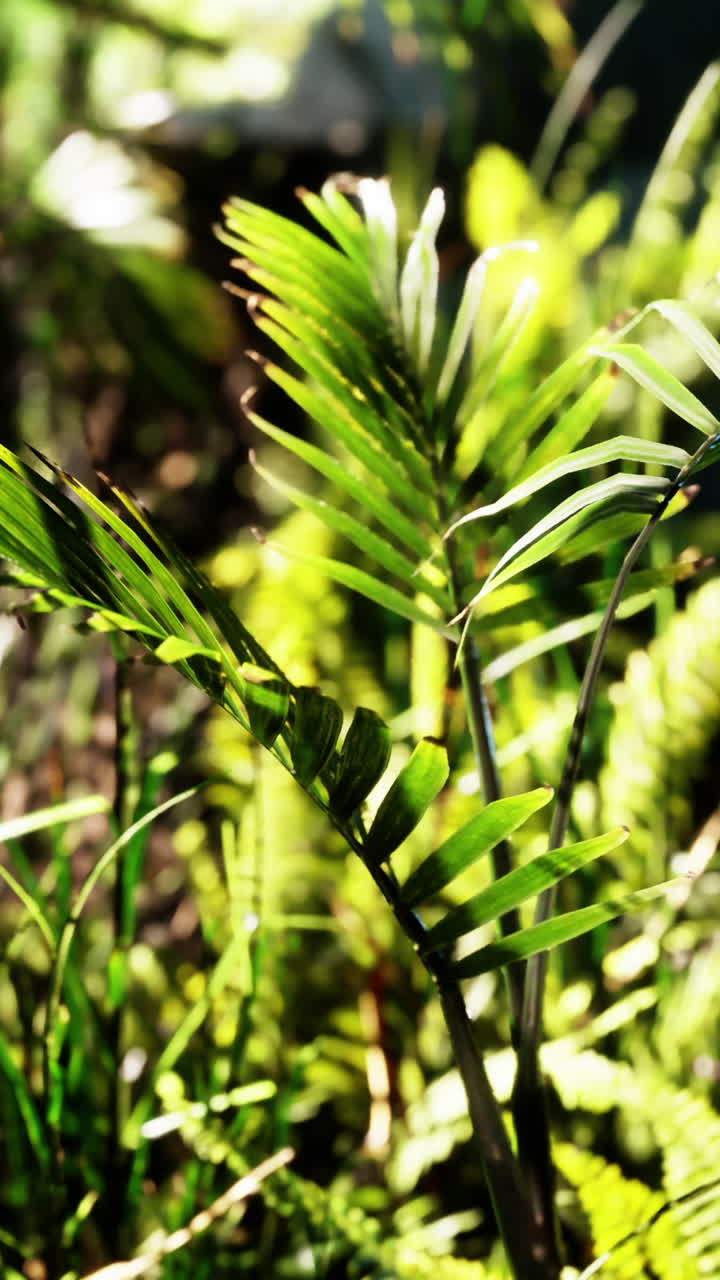 cerca de las hojas verdes de las plantas tropicales