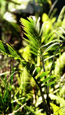 close up of green tropical plant leaves