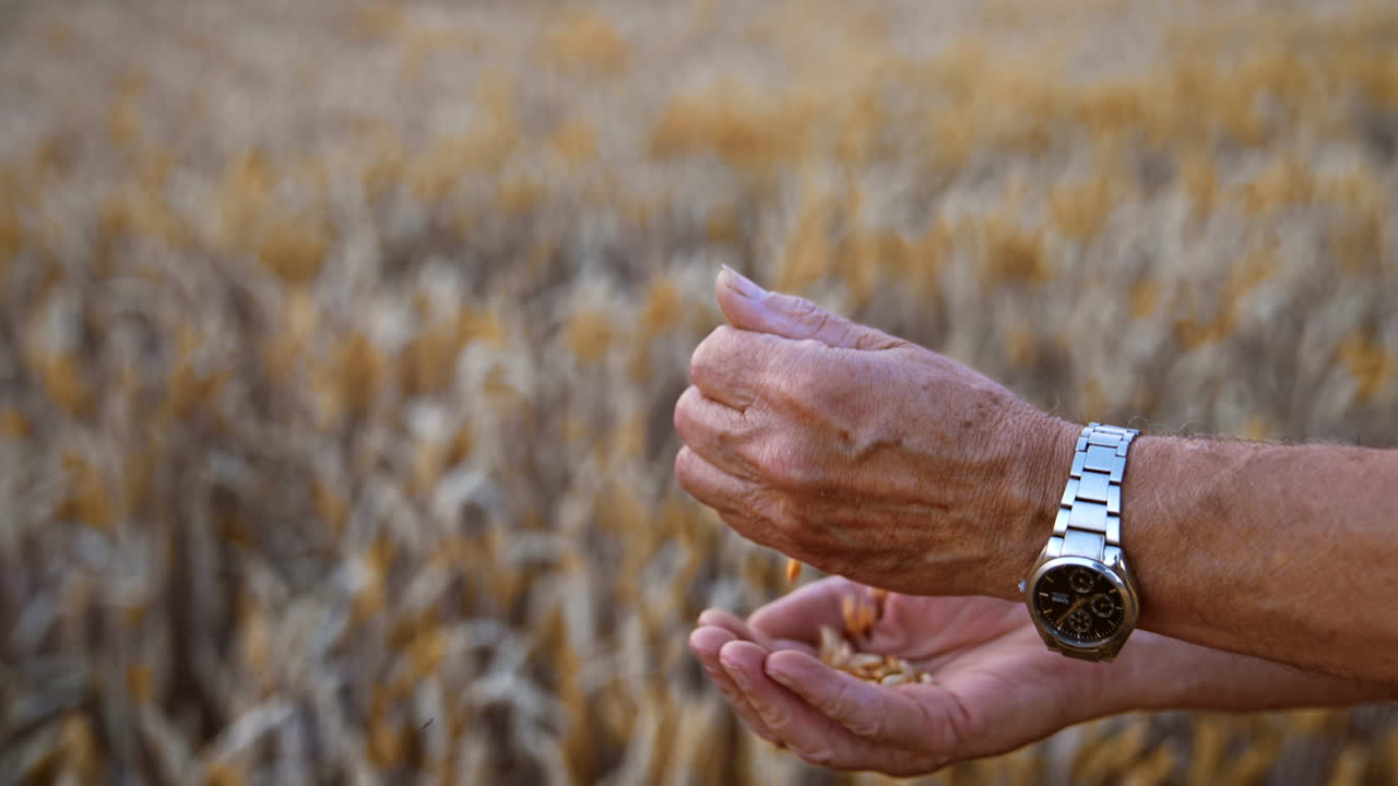 Adult male hands with grain of wheat. Man tries to separate chaff from corn. Close up. Field of yellow wheat at backdrop in blur.