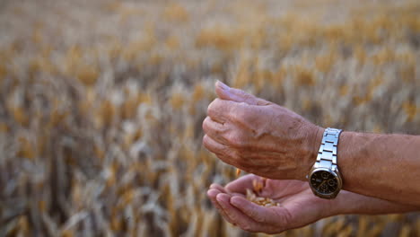 adult male hands with grain of wheat. man tries to separate chaff from corn. close up. field of yellow wheat at backdrop in blur.