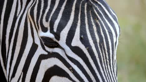 Zebra-Auf-Einer-Wiese,-Umgeben-Von-Dutzenden-Von-Fliegen