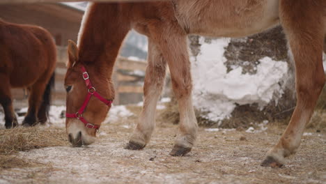 Brown-horse-with-pink-snaffle-eats-hay-on-enclosed-territory