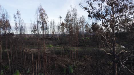 flight through burnt trees, destroyed forest after fire in algarve, portugal, aerial