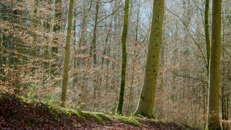 Trees-in-a-forest-in-Germany